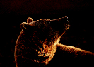 Fauna