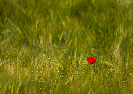 Flora